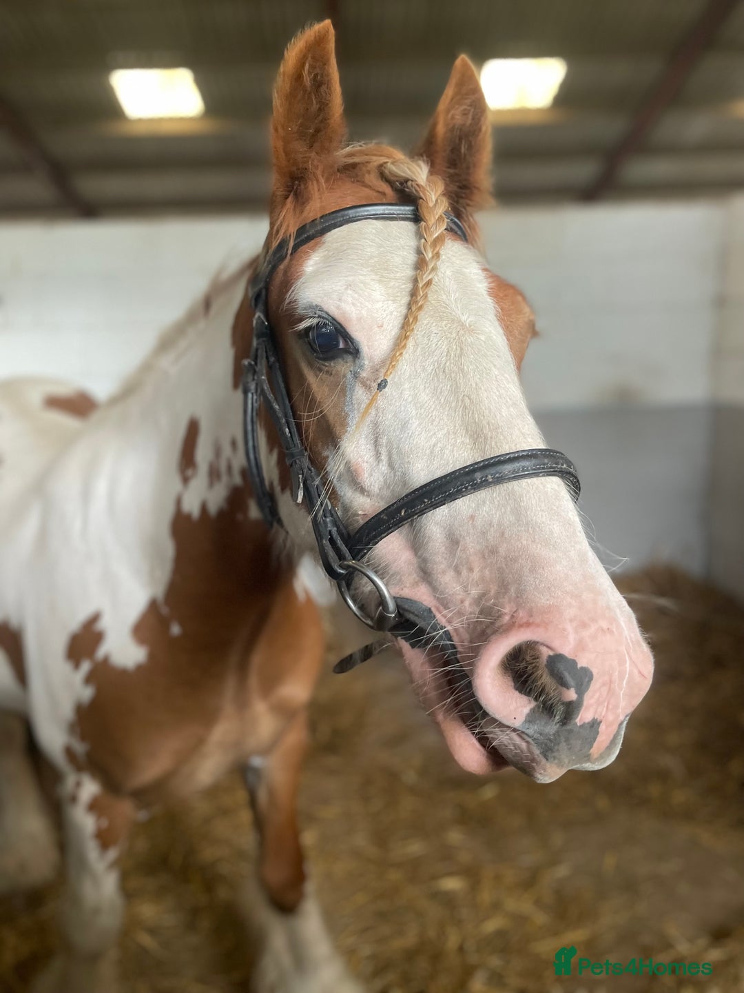Irish Cob horses for sale: Copper 13.1/2 Gypsy Cob  - Image 2