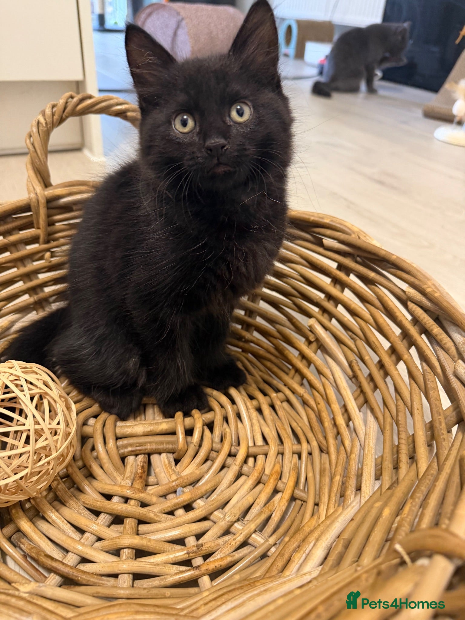 Mixed Breed cats Gorgeous fluffy male, ready - Advert 1