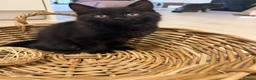 Mixed Breed cats for sale: Gorgeous fluffy male, ready - Advert 1