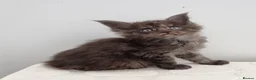 Maine Coon cats for sale: Registered Pedigree Maine Coon Kittens for sale  - Advert 31