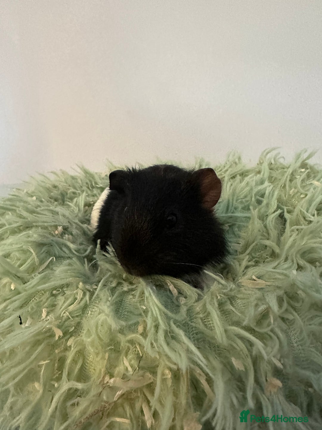 Guinea Pig rodents for sale: Two brother guinea pigs  - Advert 7