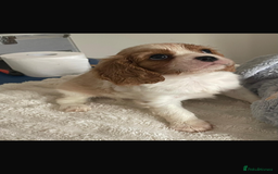 Cavalier King Charles Spaniel dogs for sale: Cavalier King Charles spaniels  - Image 8