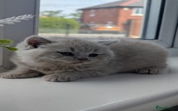 British Shorthair cats for sale: Best quality Gccf registered lilac kittens  - Image 8