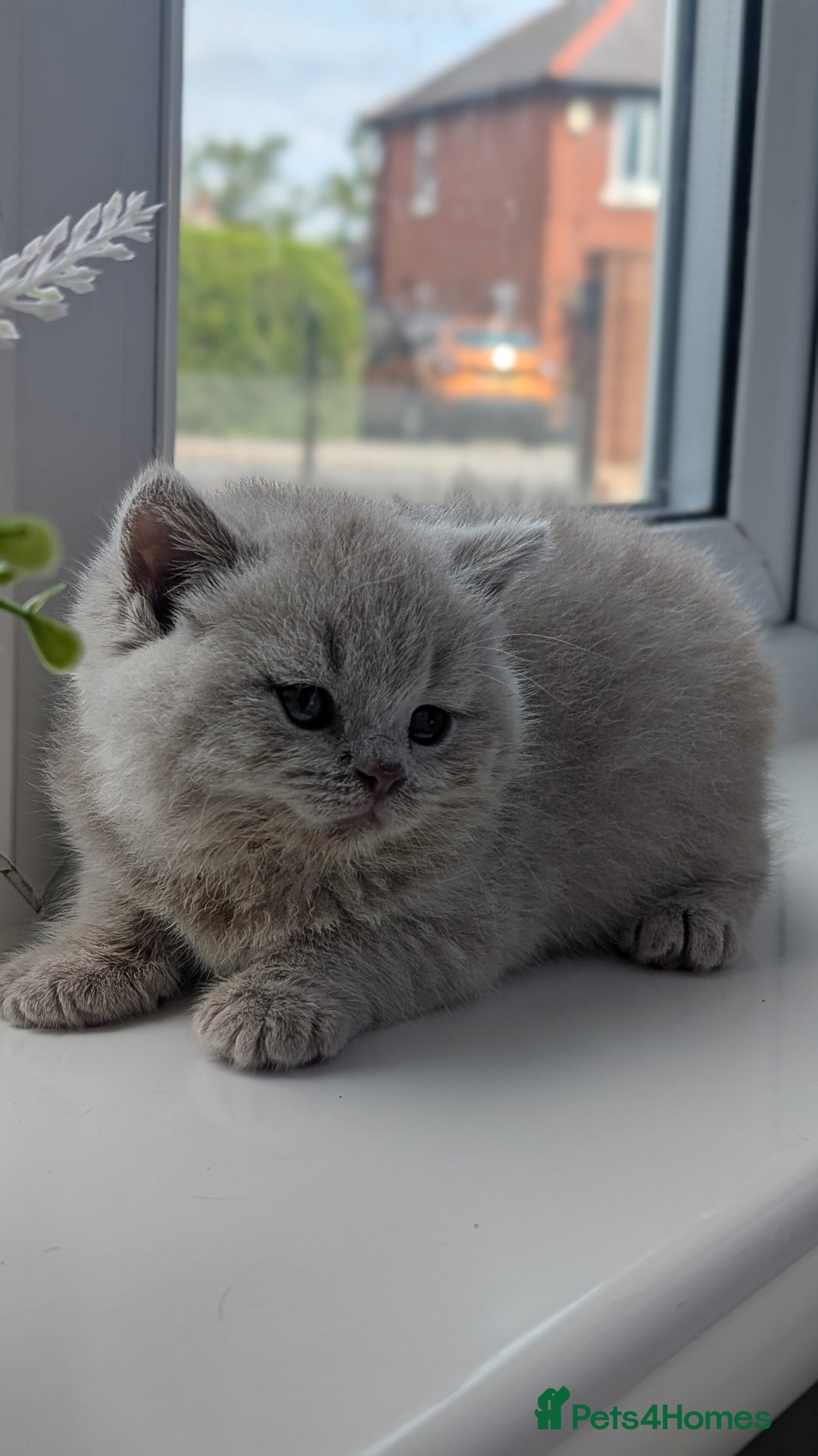 British Shorthair cats for sale: Best quality Gccf registered lilac kittens  - Image 8