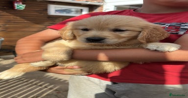 Golden Retriever dogs - Advert 13