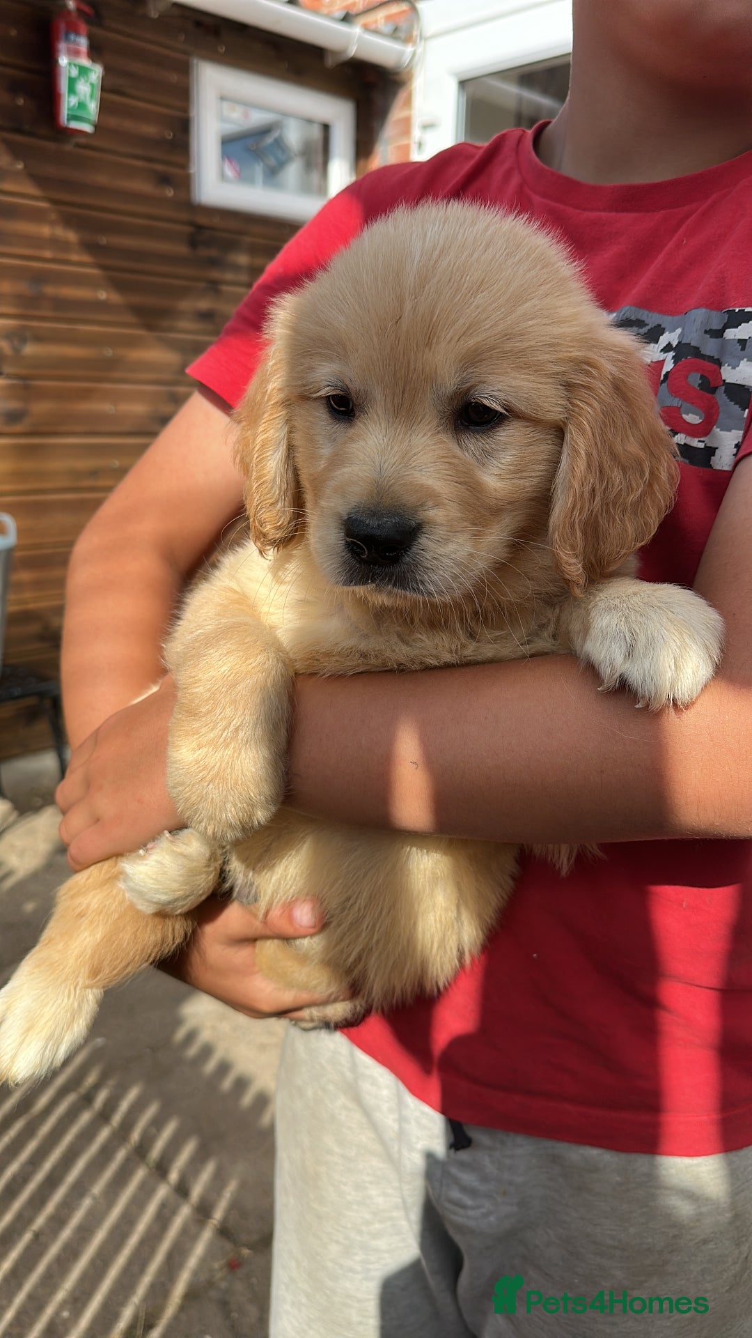 Golden Retriever dogs for sale: KC registered, Health Certificated, DARK SHOW Line - Image 2