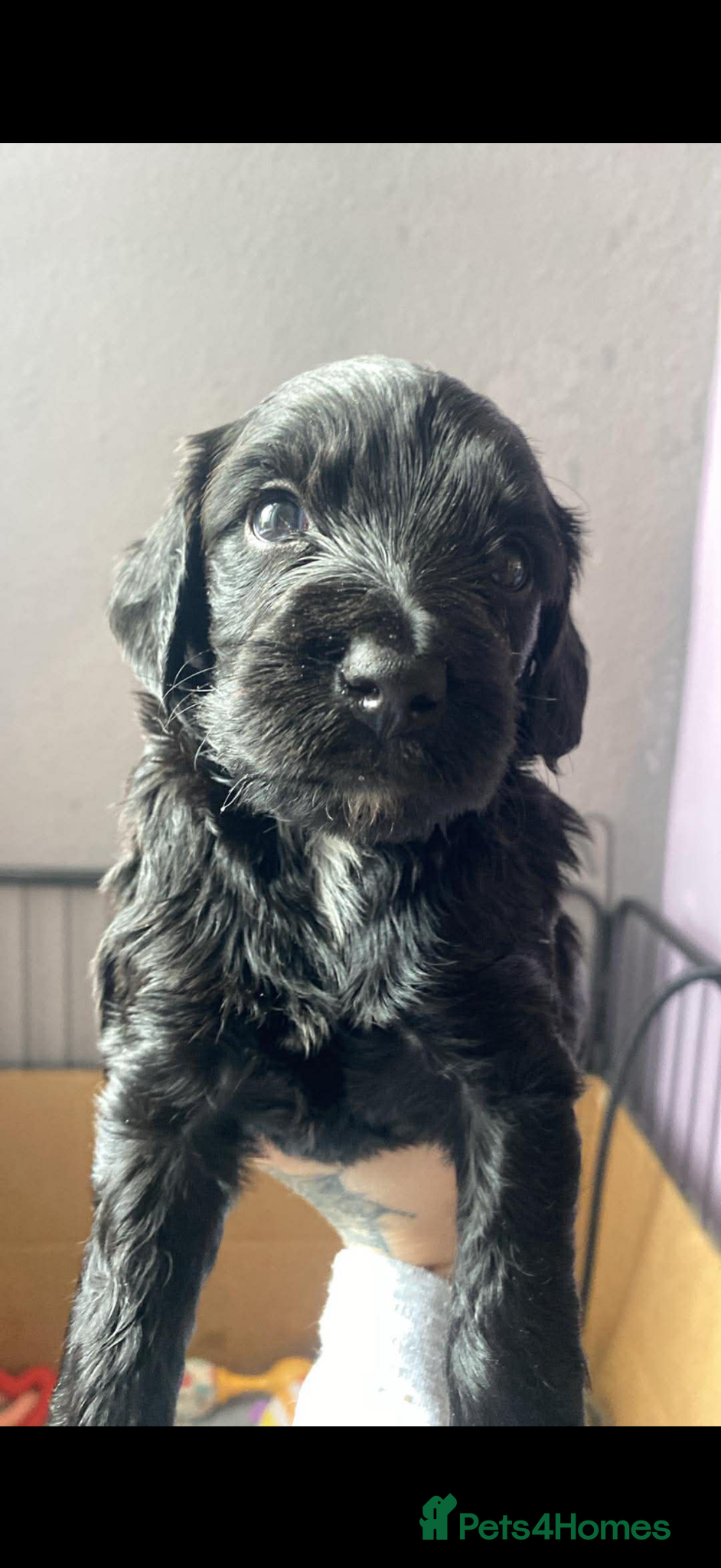 Sproodle dogs 🧸Sproodle puppies 🧸 - Advert 1