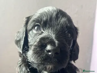 Sproodle dogs 🧸Sproodle puppies 🧸 - Advert 18