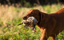 Labrador Retriever dogs for stud: Fully health tested DNA Clear  - Image 10