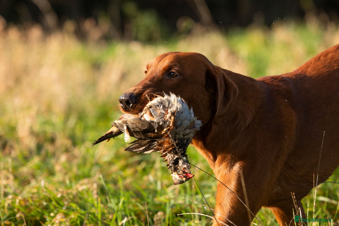 Labrador Retriever dogs for stud: Fully health tested DNA Clear  - Image 10