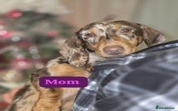 Miniature Dachshund dogs for sale: miniature dachshund - Image 9