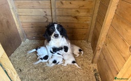 English Springer Spaniel dogs for sale: Working English Springer Spaniel puppies - Image 6