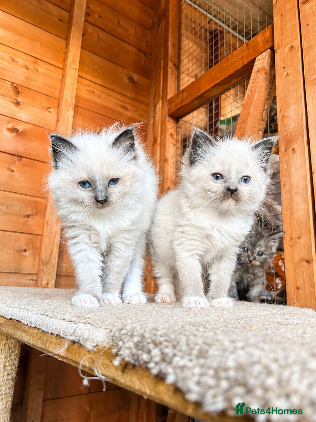 Ragdoll cats Ragdoll kittens 💕💙 - Advert 11