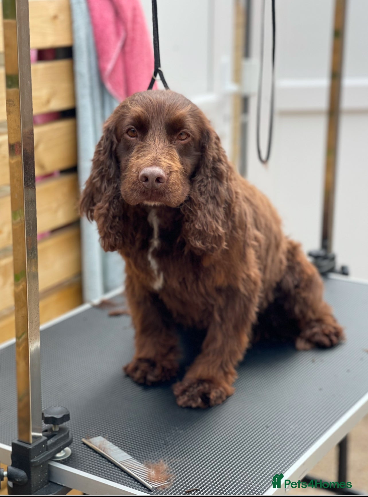 Cockapoo dogs 8 beautiful F1 B Cockapoos for sale  - Advert 2