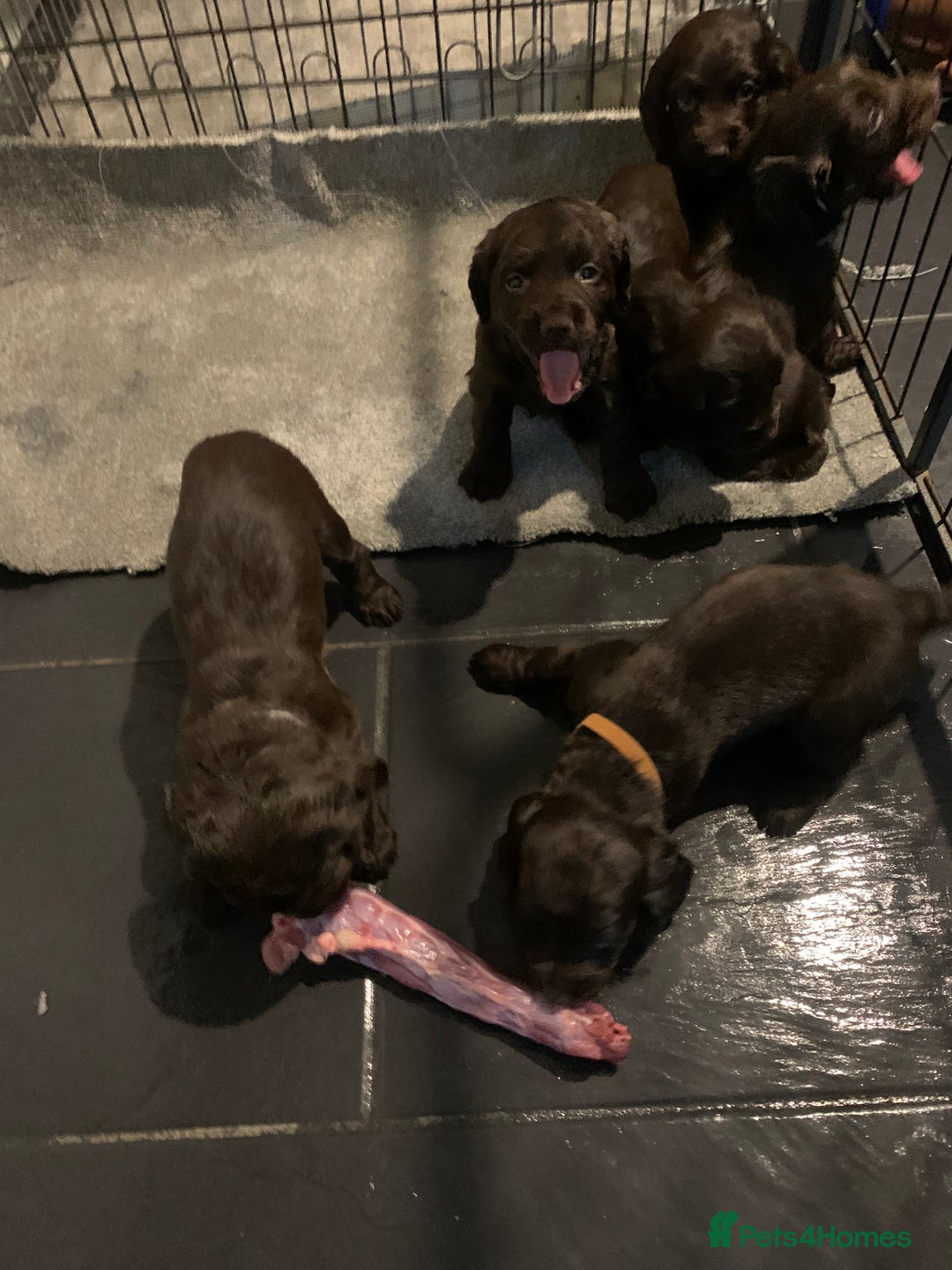 Cocker Spaniel dogs for sale: PURE CHOCOLATE WORKING COCKER SPANIELS  - Advert 10