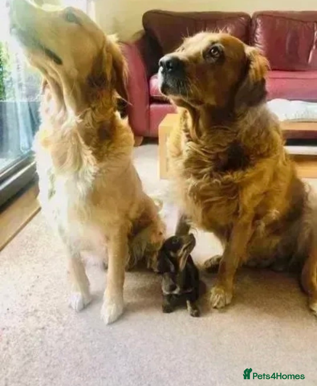 Golden Retriever dogs for sale: **True Gold** Pure Golden Retriever Puppies - Image 16
