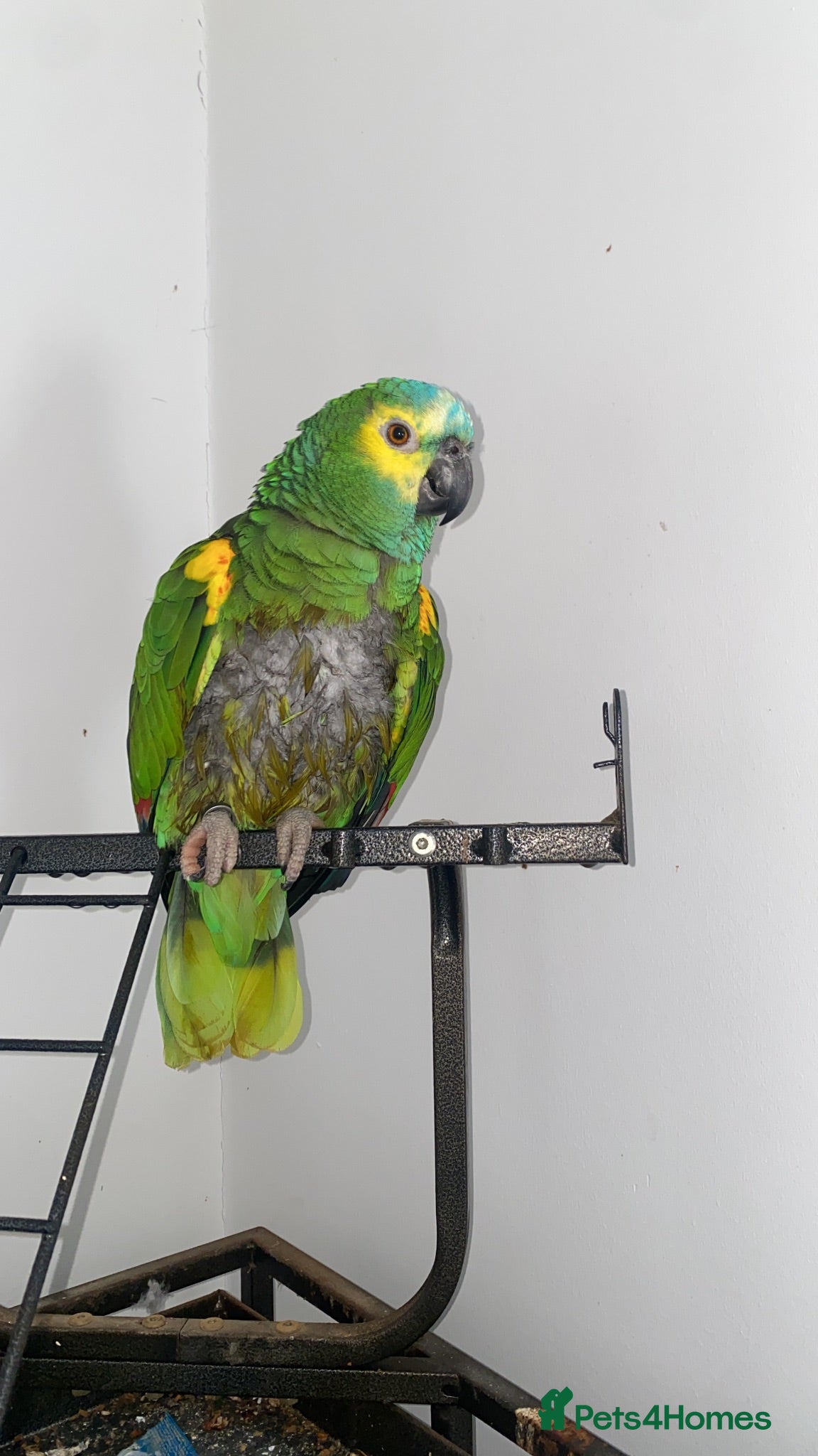 Parrots birds Blue 20 year old semi tame parrot   - Advert 2