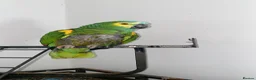 Parrots birds for sale: Blue 20 year old semi tame parrot   in Warrington - Advert 1