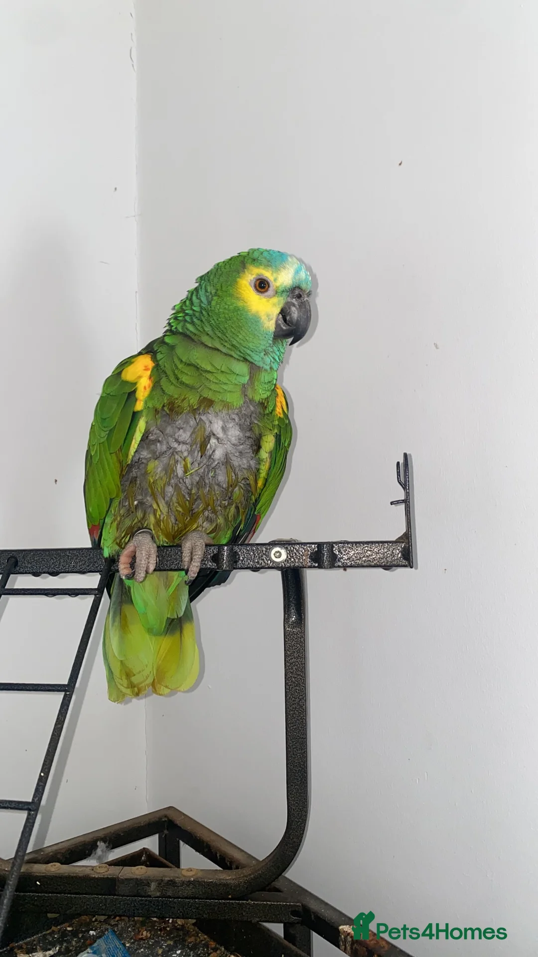 Parrots birds for sale: Blue 20 year old semi tame parrot   in Warrington - Advert 1