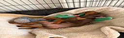 Dobermann dogs for sale: KC Registered Dobermann Puppy – 9 Weeks in Chatteris - Advert 3