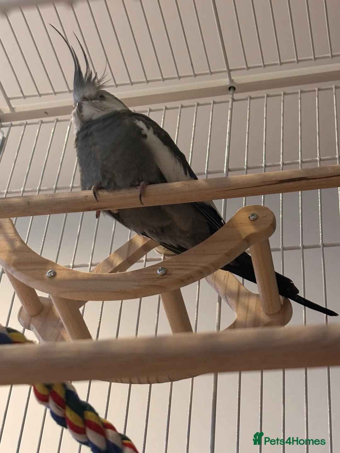 Cockatiels birds for sale: Semi-tamed young male cockatiel for rehoming - Advert 9