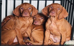 Hungarian Vizsla dogs for sale: Exceptional kc Hungarian viszla pups. Now ready  - Image 14