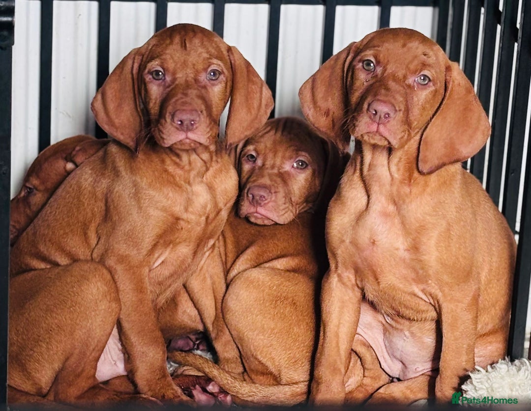 Hungarian Vizsla dogs for sale: Exceptional kc Hungarian viszla pups. Now ready  - Image 14