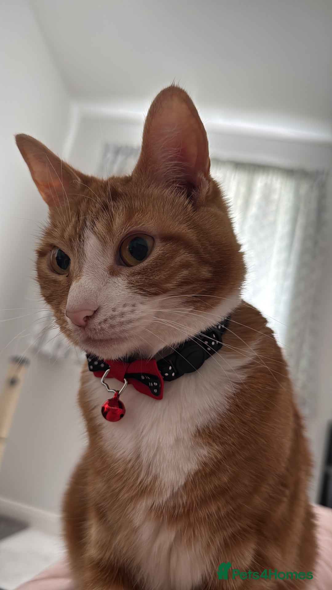 Mixed Breed cats for sale: Marla ginger cat  - Advert 17