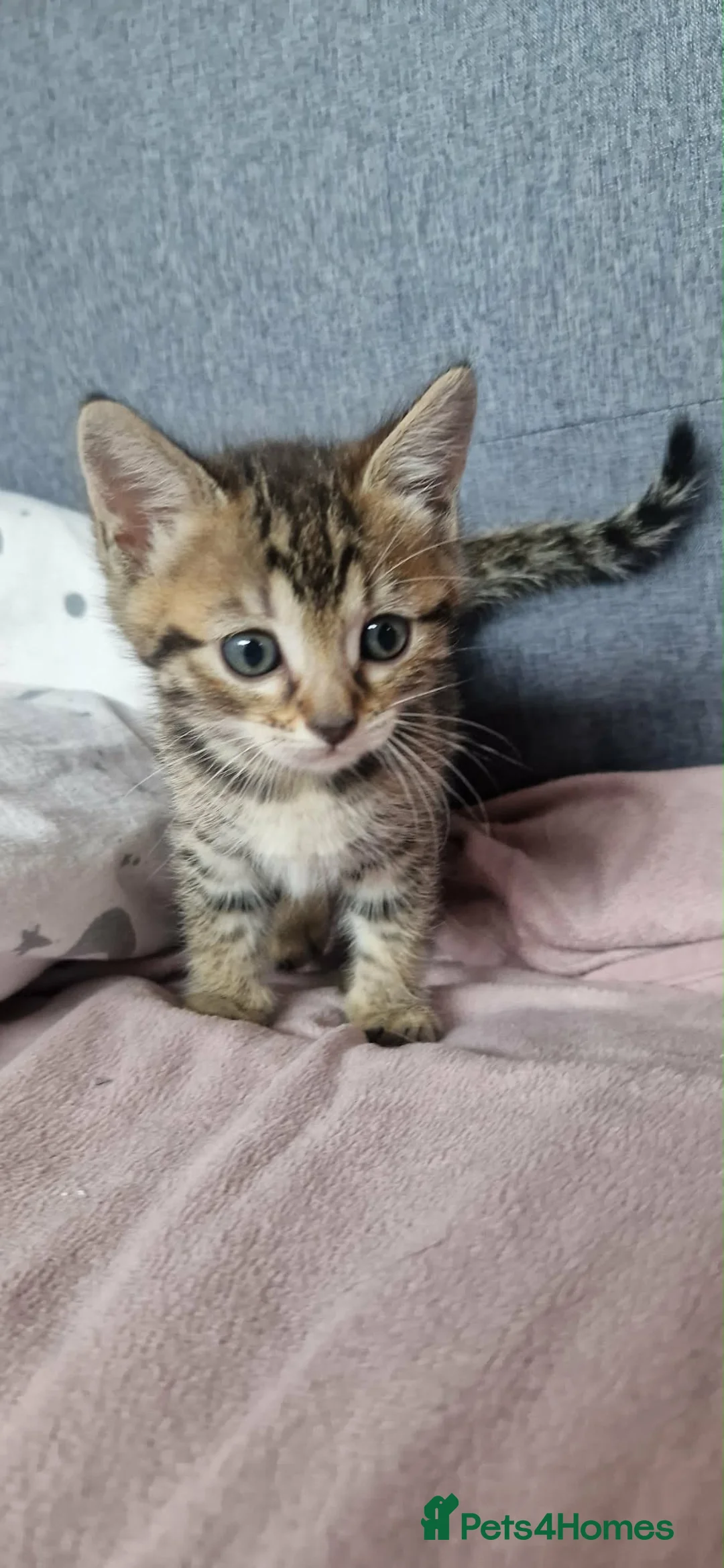 Bengal cats for sale: Lovely kittens dad Bengal mum Ragdoll - Advert 2