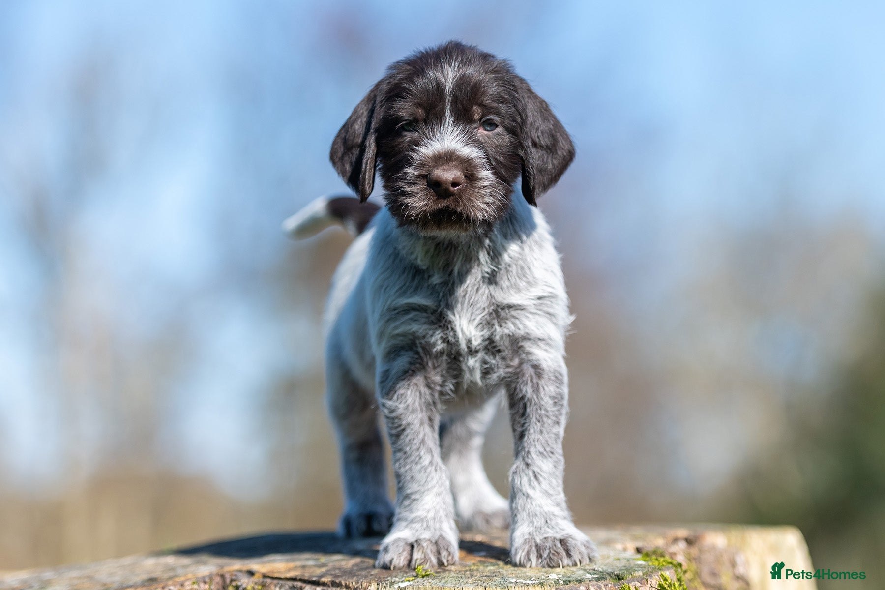 German Wirehaired Pointer dogs HEALTH CHECKED + 1ST VACC GIVEN. KC REG GWP PUPS - Advert 2