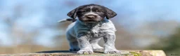 German Wirehaired Pointer dogs for sale: HEALTH CHECKED + 1ST VACC GIVEN. KC REG GWP PUPS - Advert 12