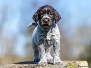 German Wirehaired Pointer dogs HEALTH CHECKED + 1ST VACC GIVEN. KC REG GWP PUPS - Advert 2