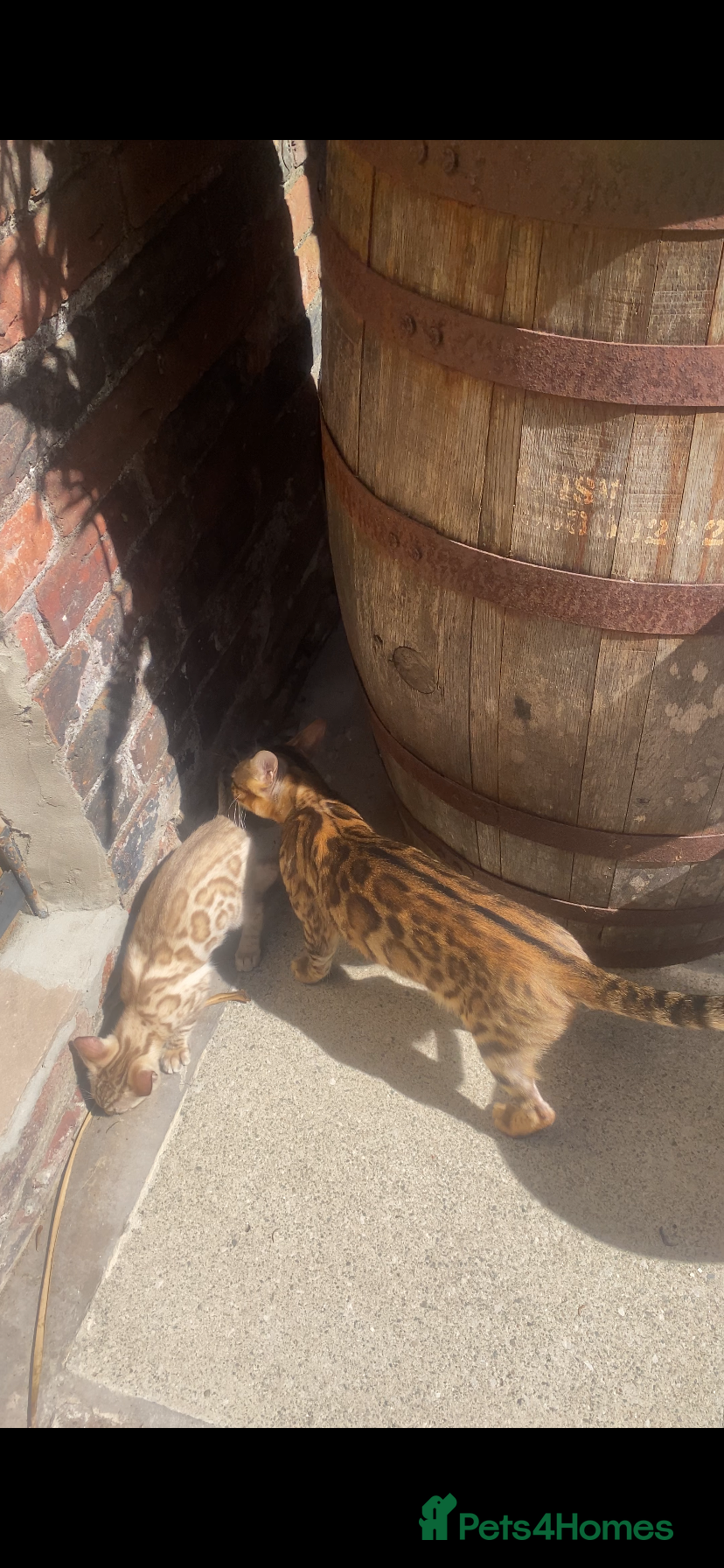 Bengal cats Tica registered snow Bengal kittens for sale - Advert 1