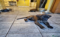 Mixed Breed dogs for sale: Golden retriever x German Shepherd  x Rottweiler  - Image 3
