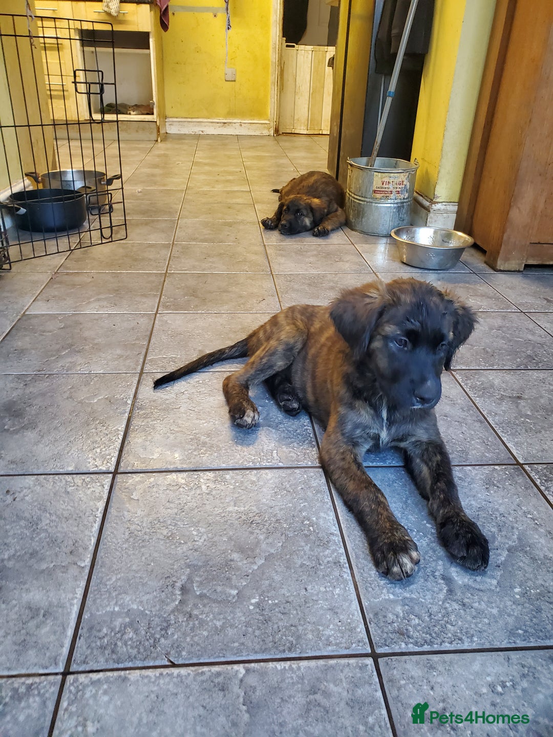 Mixed Breed dogs for sale: Golden retriever x German Shepherd  x Rottweiler  - Image 3