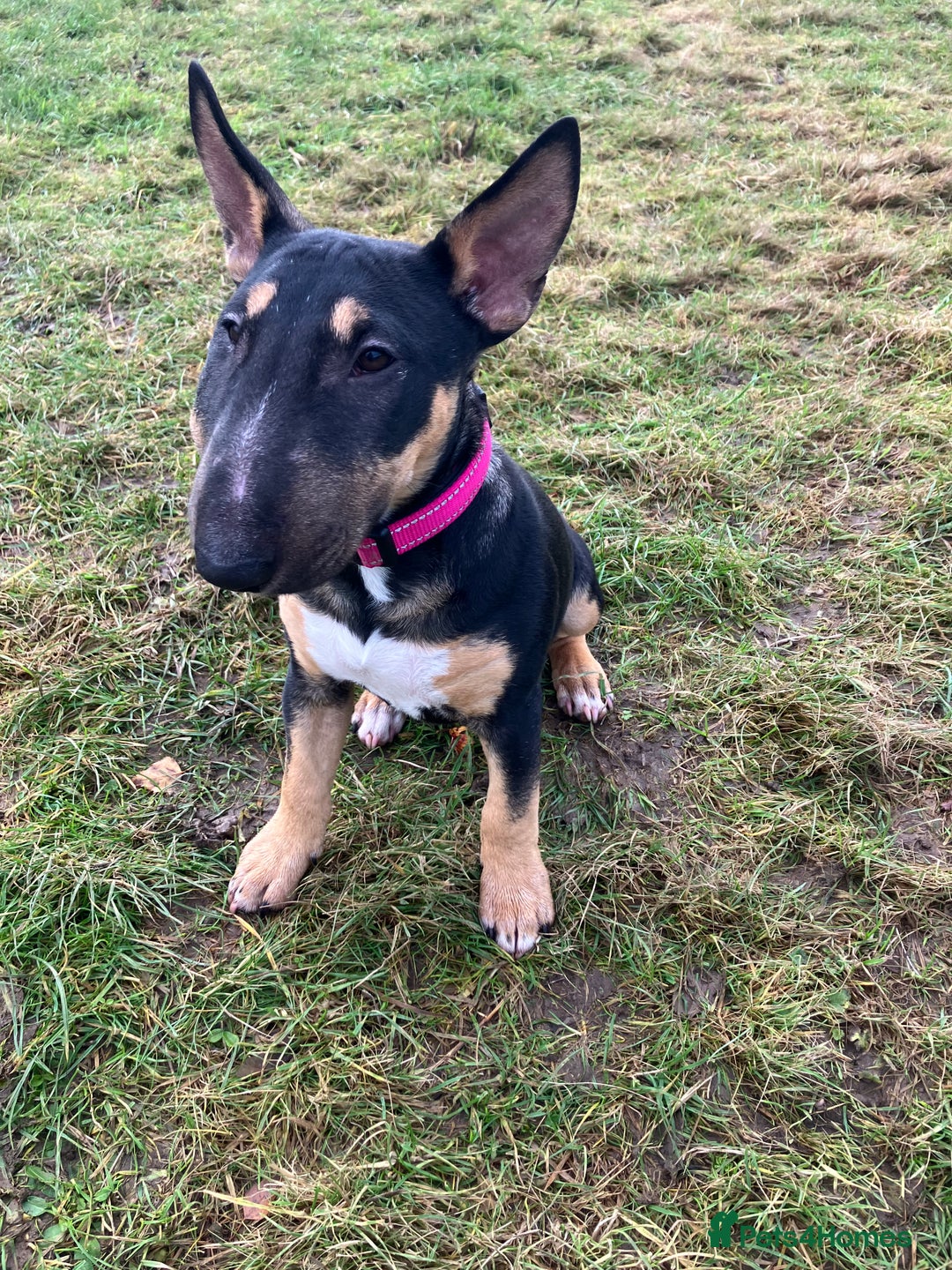 Miniature Bull terrier dogs for sale: Female Miniature bull terrier  - Advert 3