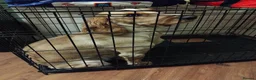 Cockapoo dogs for sale: Cockerpoo (cooper) - Advert 3