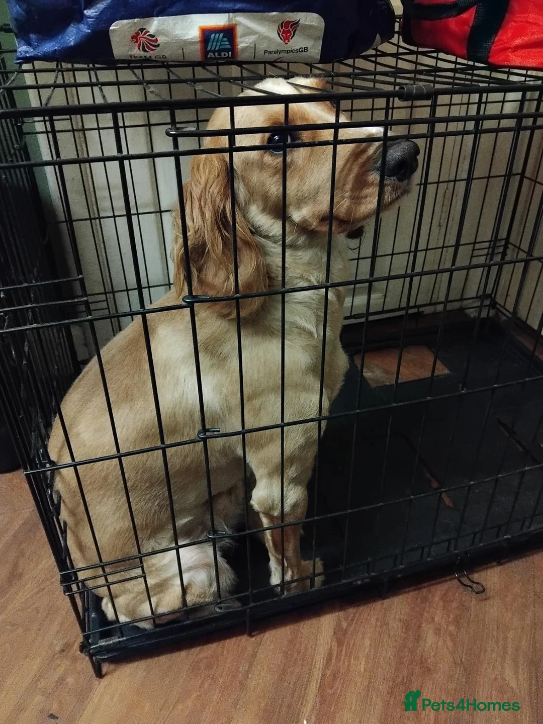 Cockapoo dogs for sale: Cockerpoo (cooper) - Advert 3