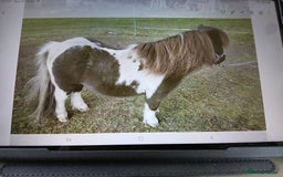 Shetland pony horses for sale: Miniature shetland gelding - Image 3
