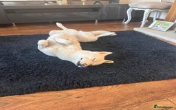 Siberian Husky dogs for sale: KC REG WHITE SIBERIAN HUSKY - Image 2