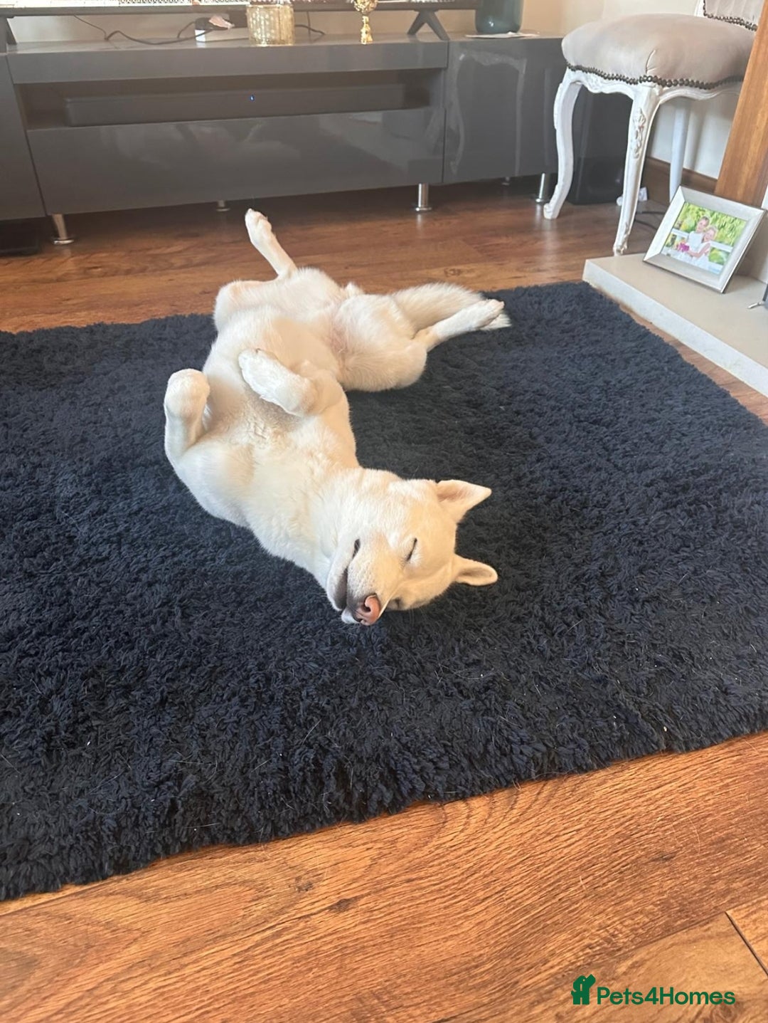 Siberian Husky dogs for sale: KC REG WHITE SIBERIAN HUSKY - Image 2