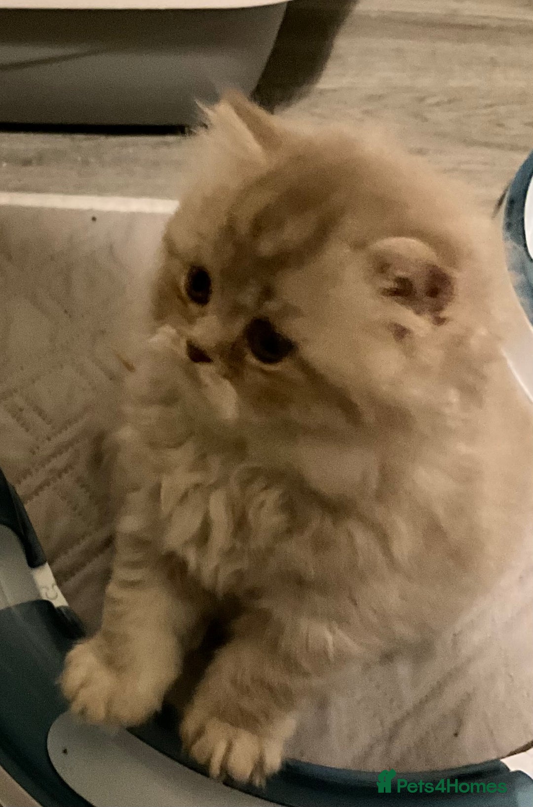 British Shorthair cats for sale: Purebred amazing BSH kittens - Advert 14