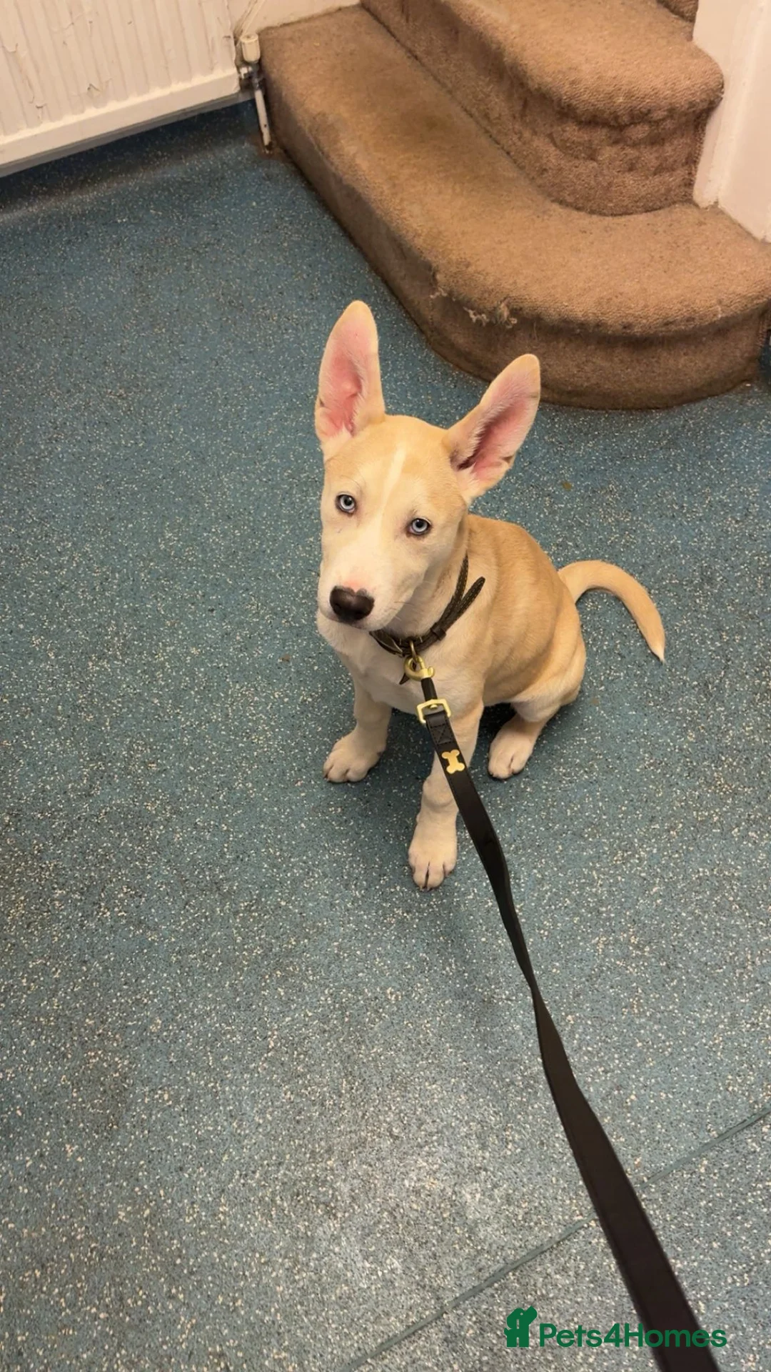 Mixed Breed dogs for sale: Meet Nala - Advert 1