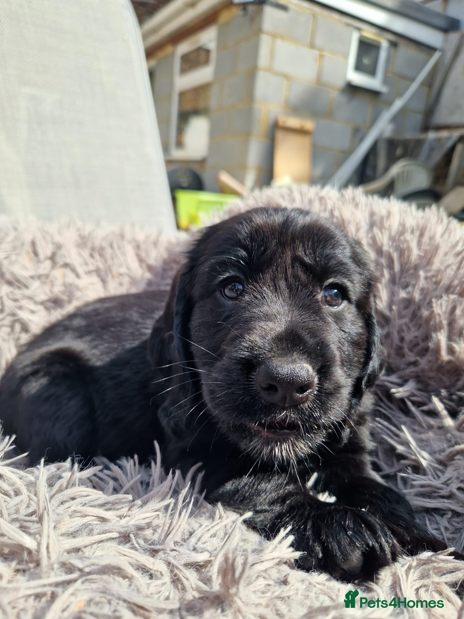 Cockapoo dogs COCKER SPANIEL MUM D.N.A HEALTH TESTED. - Advert 2