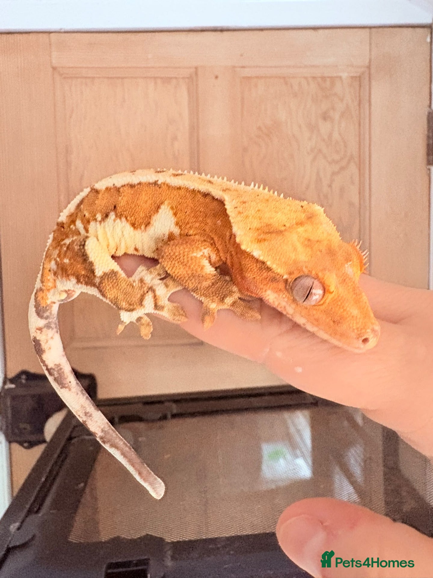 Gecko reptiles Baby crested gecko’s  - Advert 1