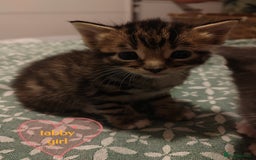 Mixed Breed cats for sale: 6 Gorgeous Kittens Looking for Forever Homes  - Image 5