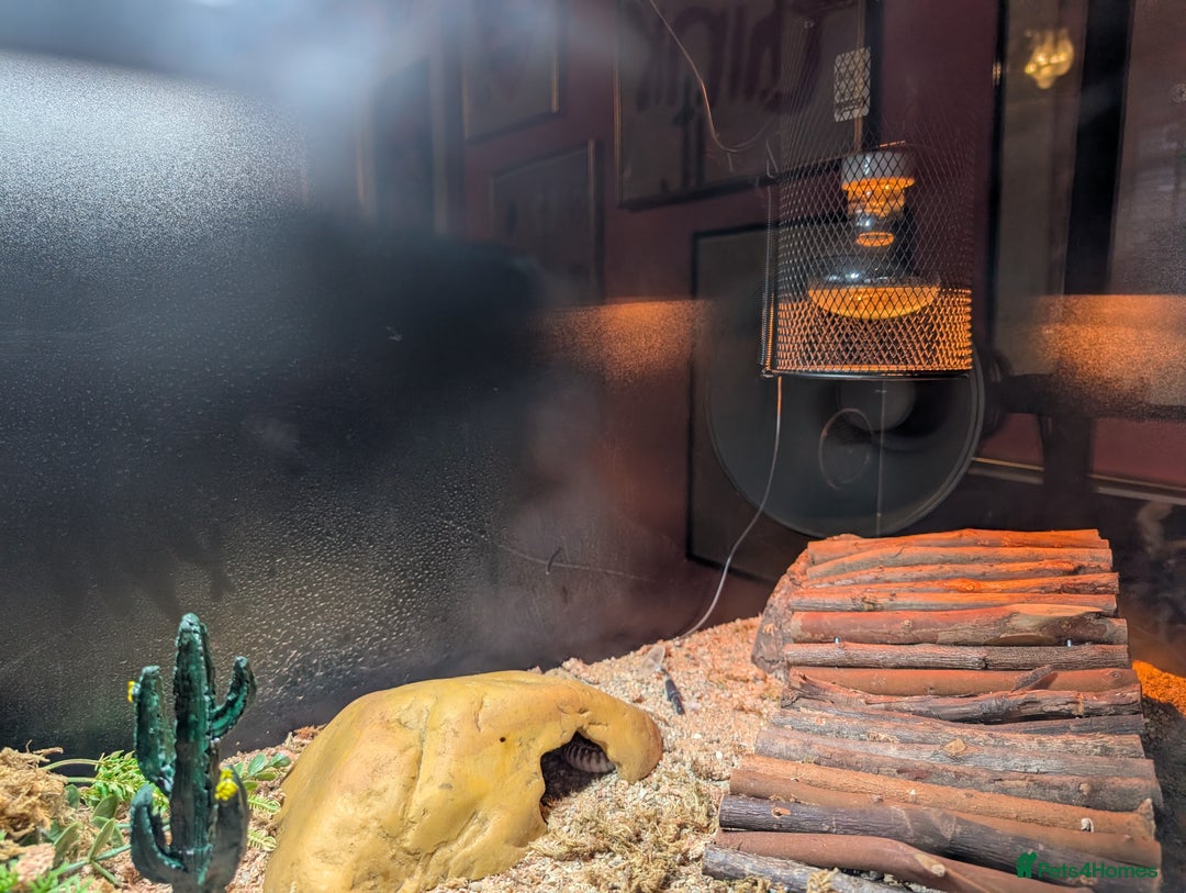 Leopard Gecko reptiles for sale: Leopard Gecko and tank for sale - Advert 3