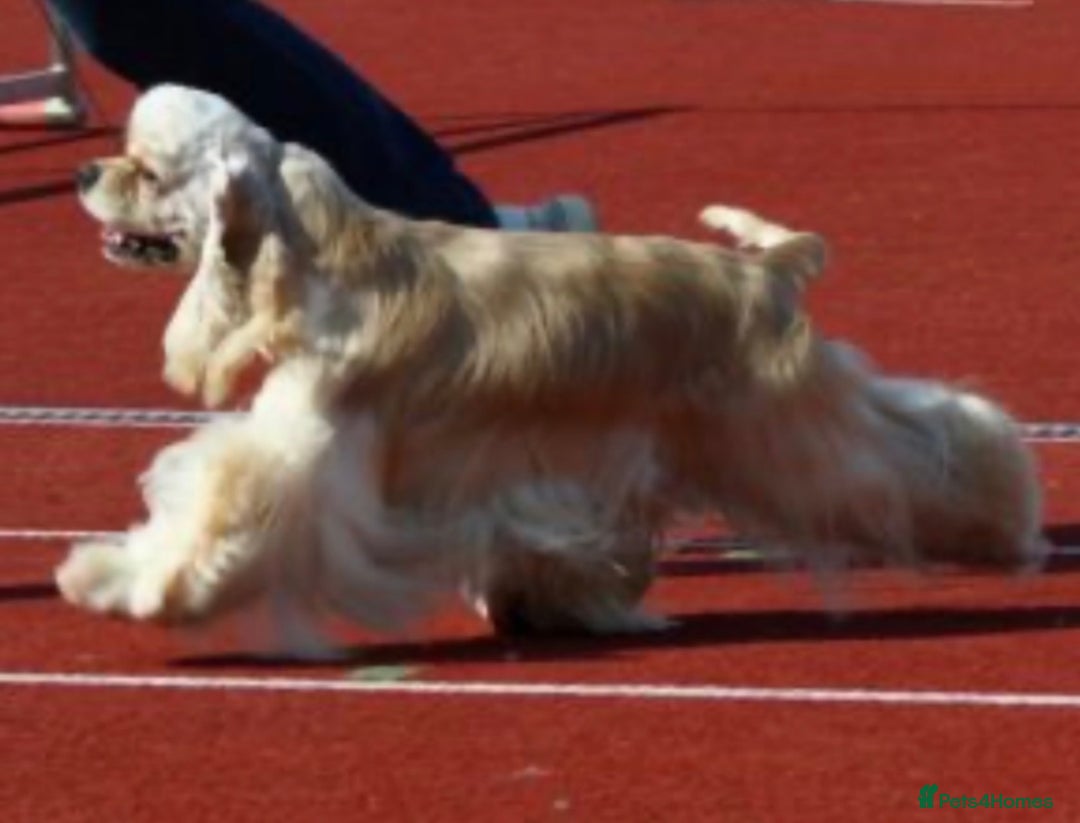 American Cocker Spaniel dogs for sale: Stunning FCI Russian 3yr old champion lines female - Advert 7