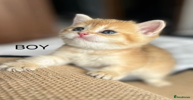 British Shorthair cats - Advert 8