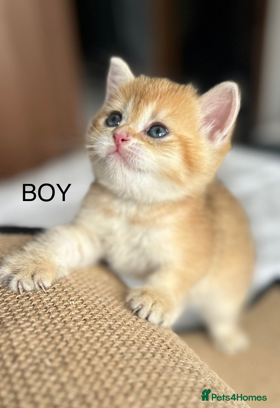British Shorthair cats for sale: Stunning munchkin fur babies 😻🌼🌸🌺 - Image 2